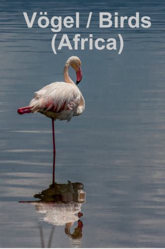 Vögel aus/Birds from Africa