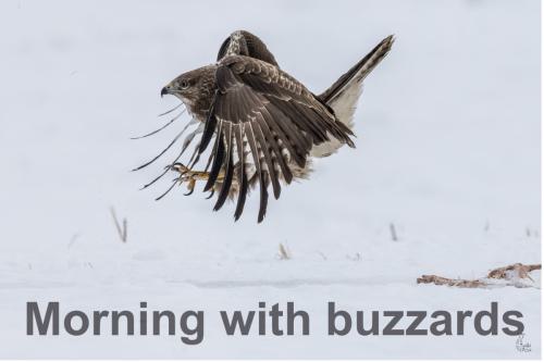 Bussarde / Buzzards